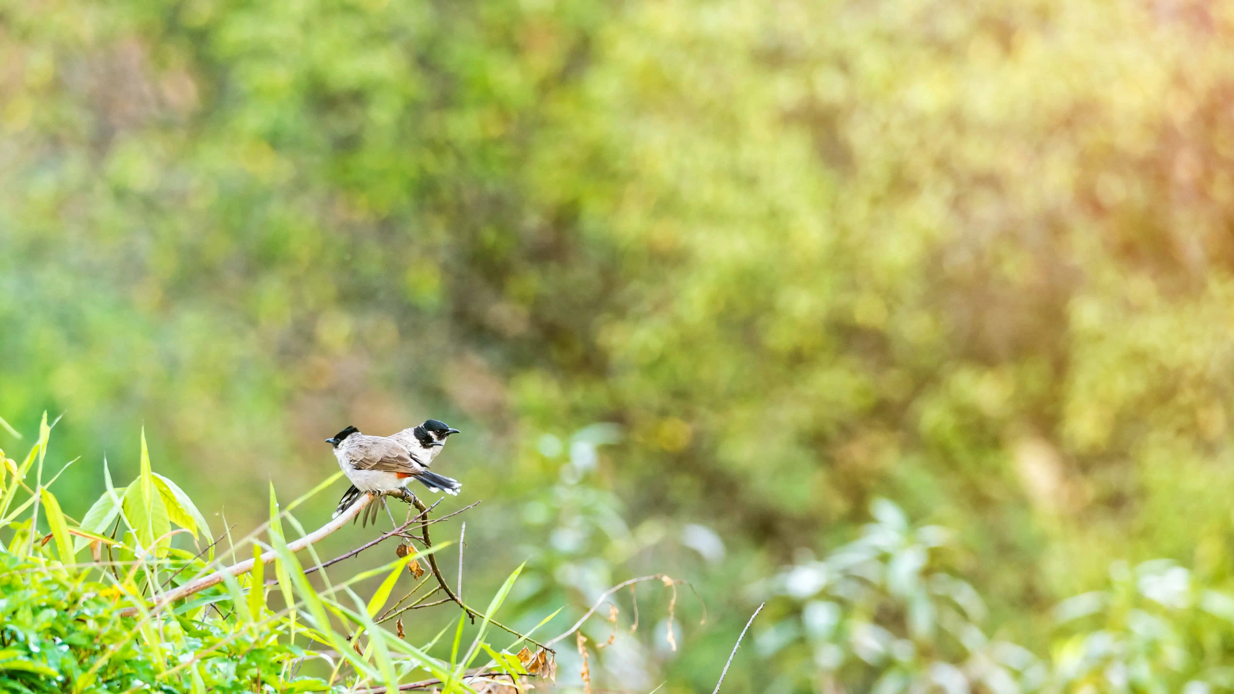 Birds name Pycnonotus Aurigaster or Sooty-headed bulbul and its family are waiting for morning light on the branches with green leaves bokeh and sunlight background